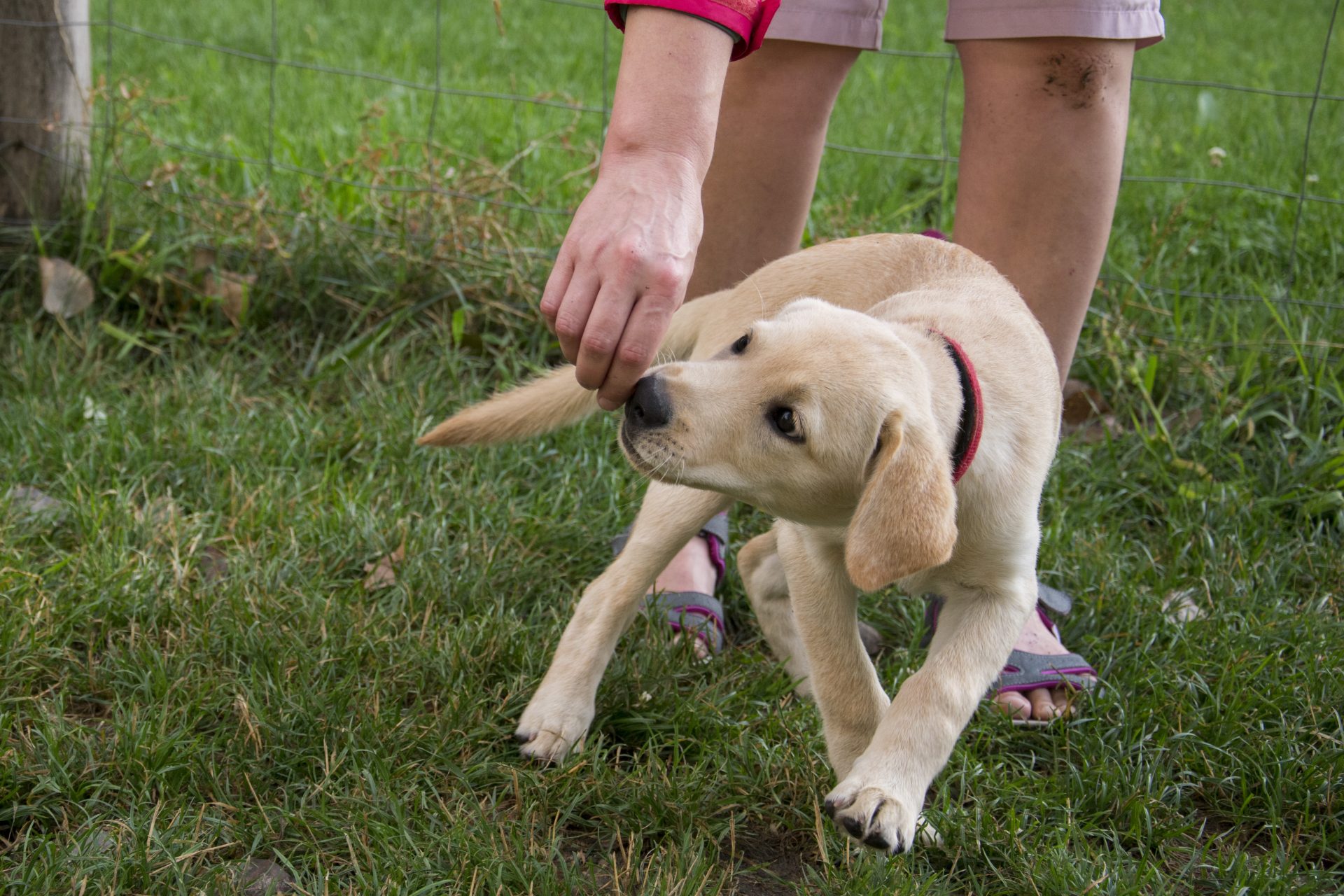 KÖLYÖK ELŐKÉSZÍTŐ – 𝗼𝗻𝗹𝗶𝗻𝗲 kurzus