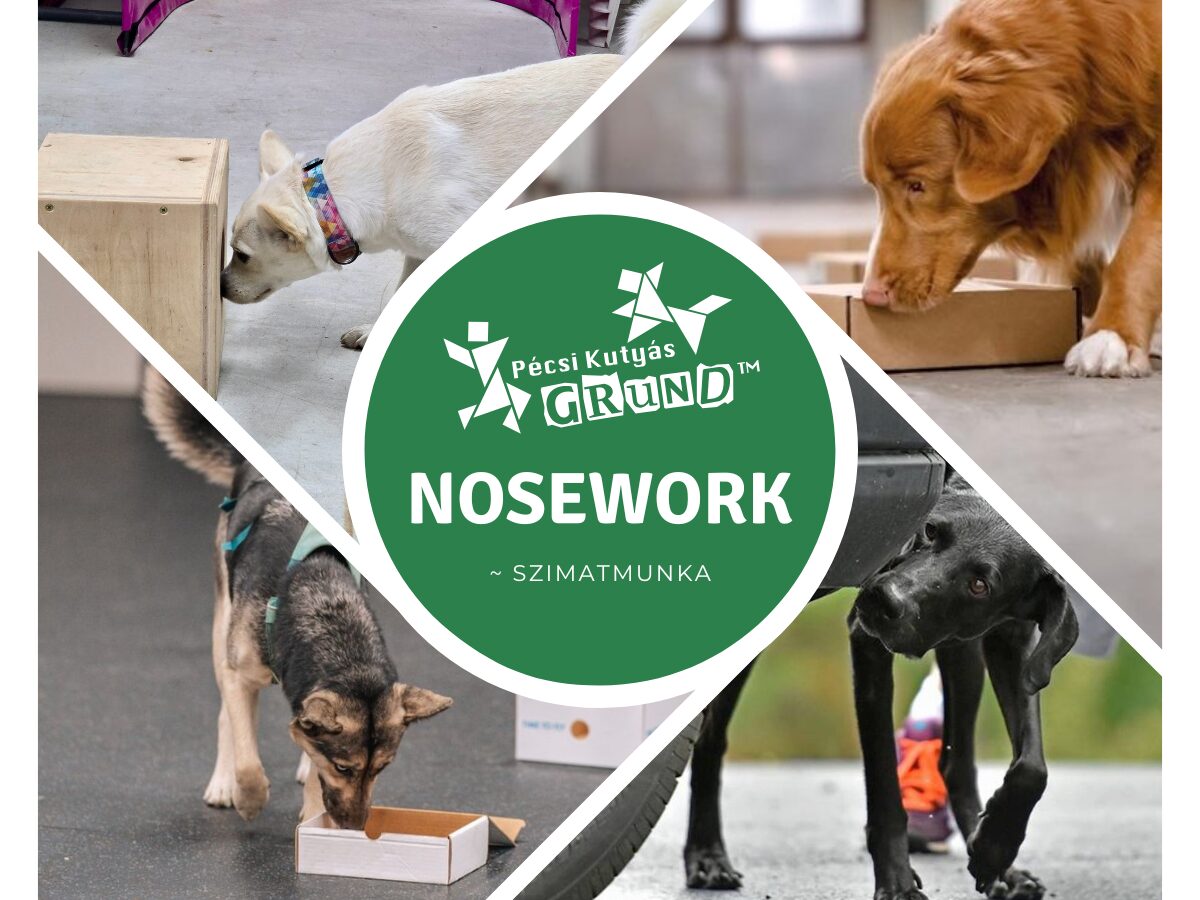 Nose work avagy szimatmunka a Grundon!