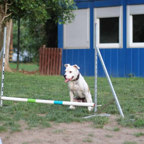 33675182_1859812400724068_5276591194011336704_o